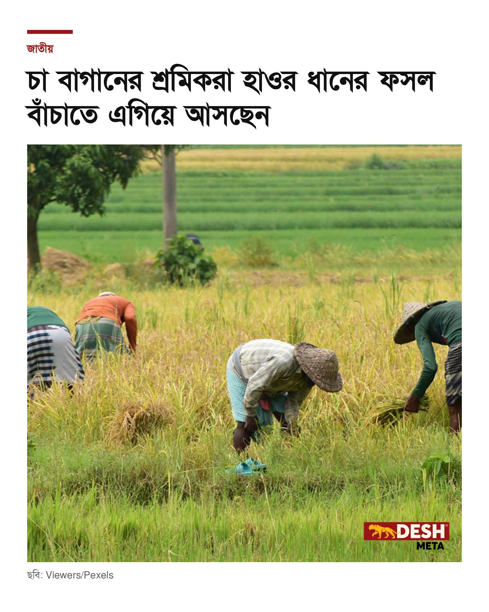 চা বাগানের শ্রমিকরা হাওর ধানের ফসল বাঁচাতে এগিয়ে আসছেন