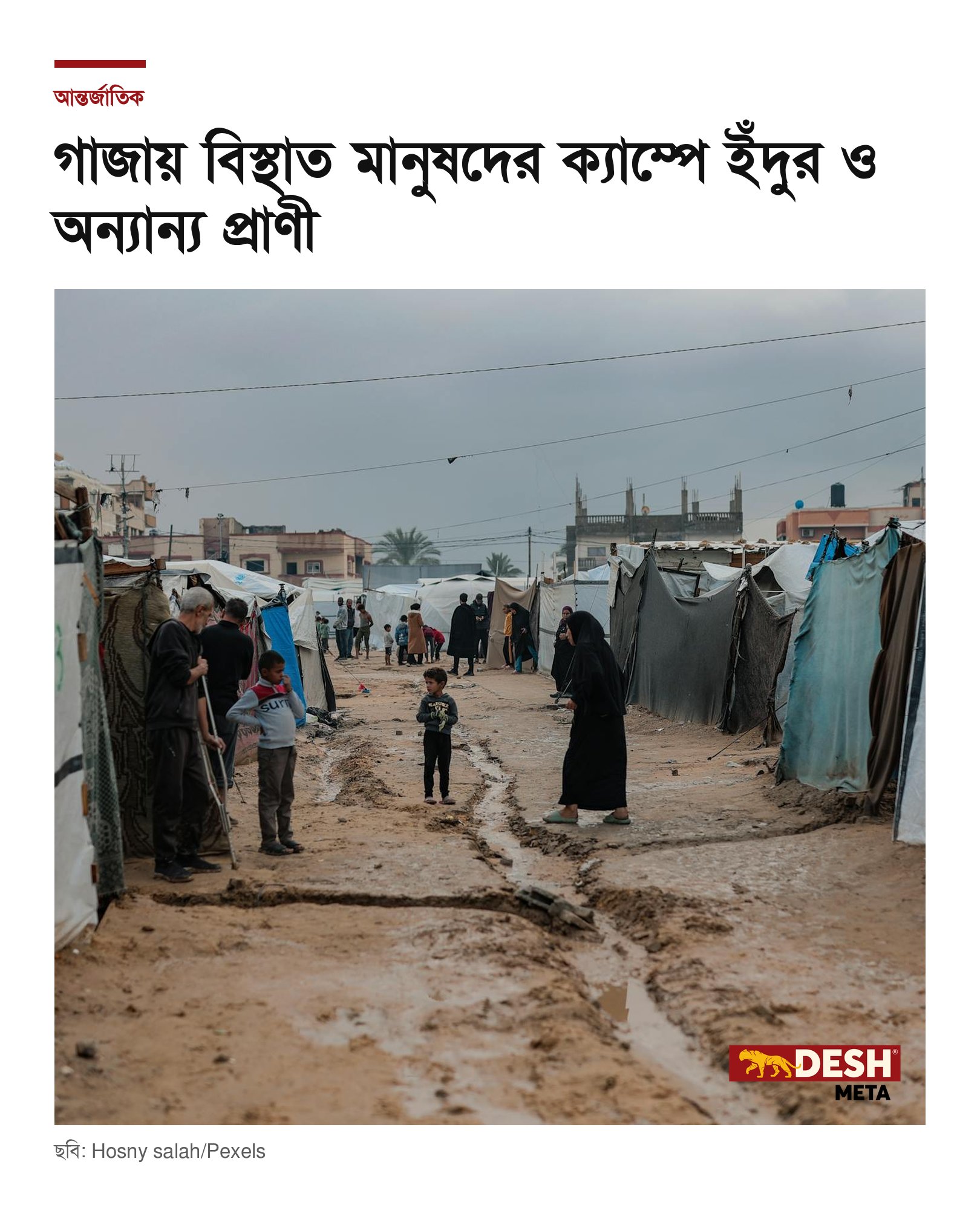 গাজায় বিস্থাত মানুষদের ক্যাম্পে ইঁদুর ও অন্যান্য প্রাণী