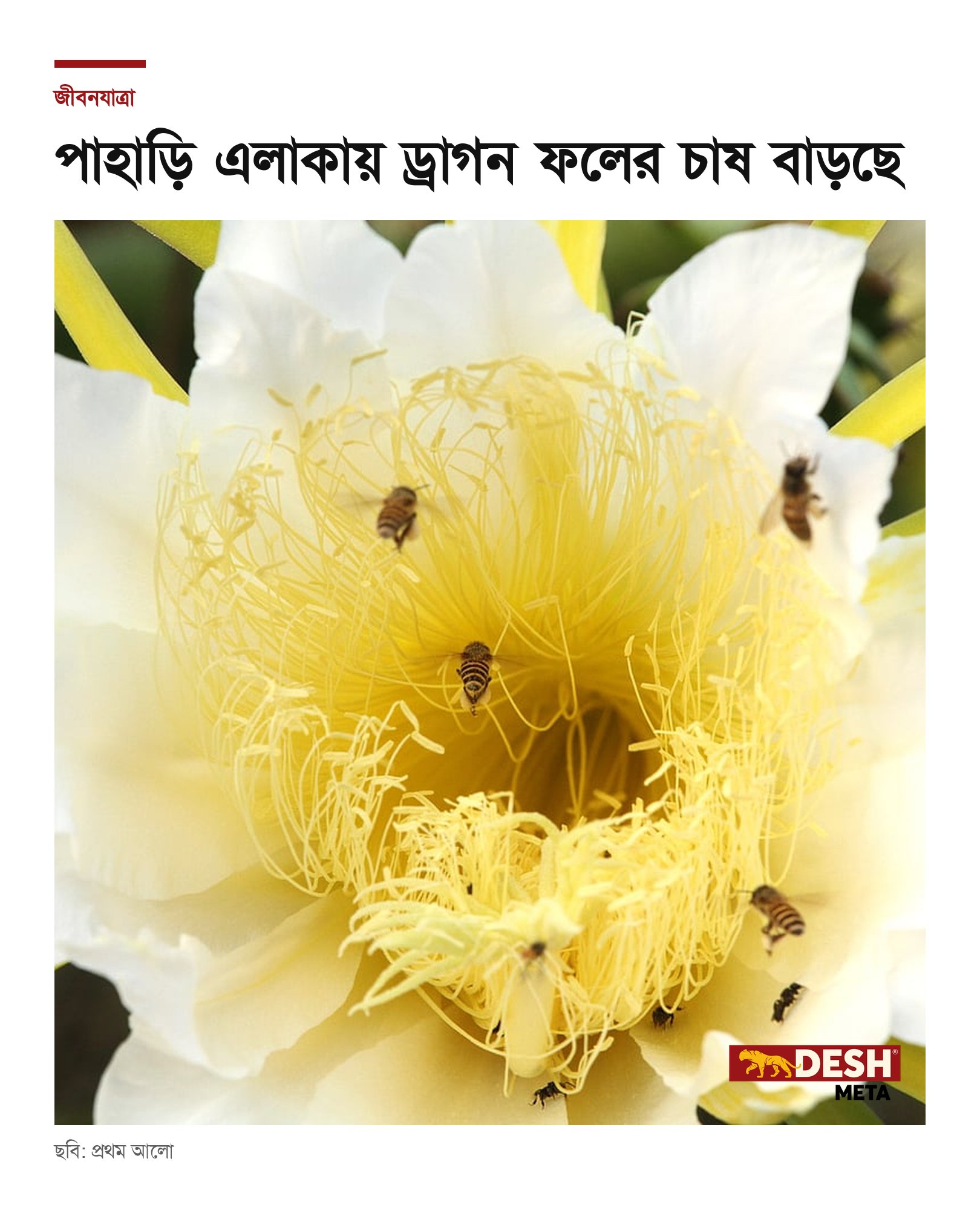 পাহাড়ি এলাকায় ড্রাগন ফলের চাষ বাড়ছে