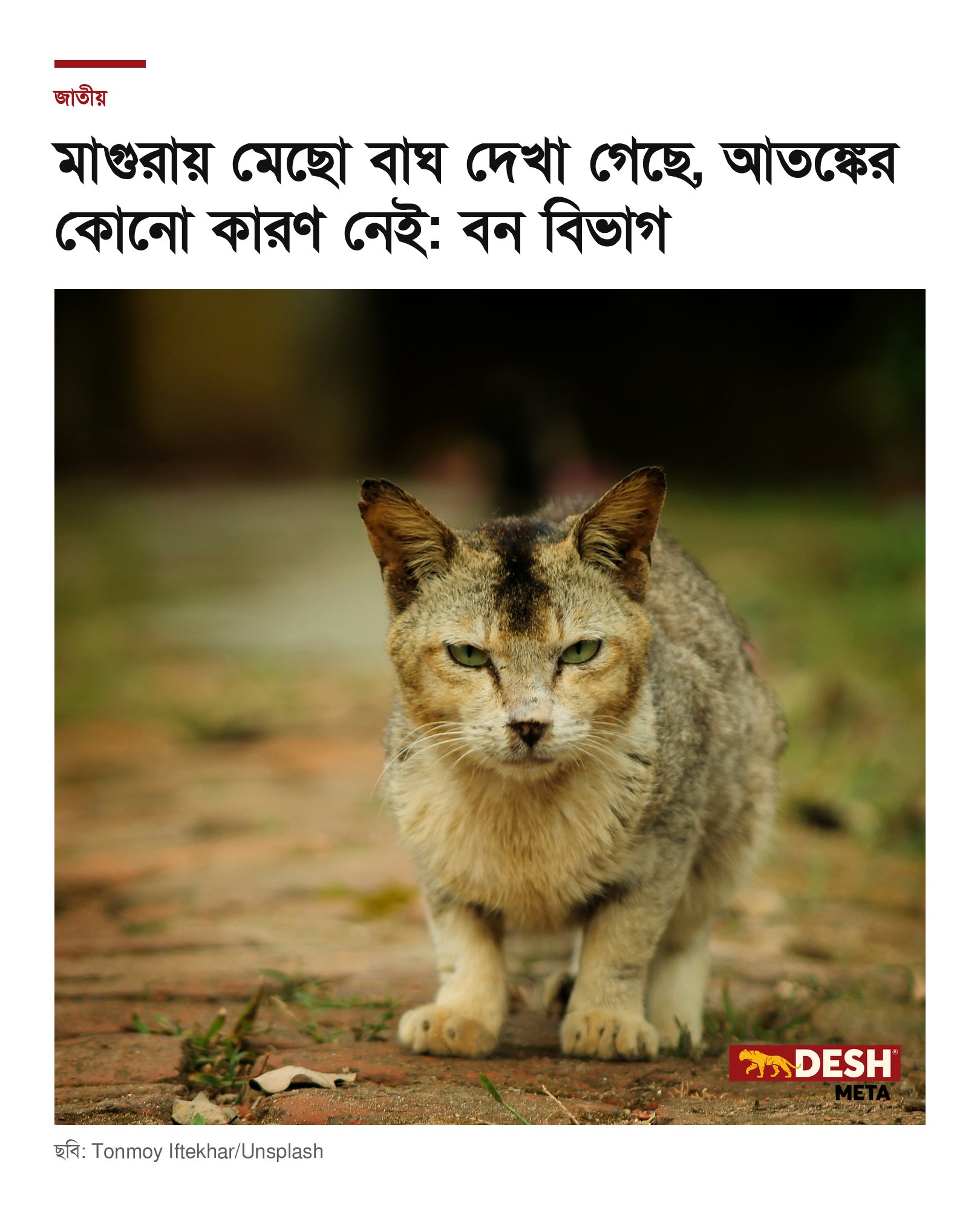 মাগুরায় মেছো বাঘ দেখা গেছে, আতঙ্কের কোনো কারণ নেই: বন বিভাগ