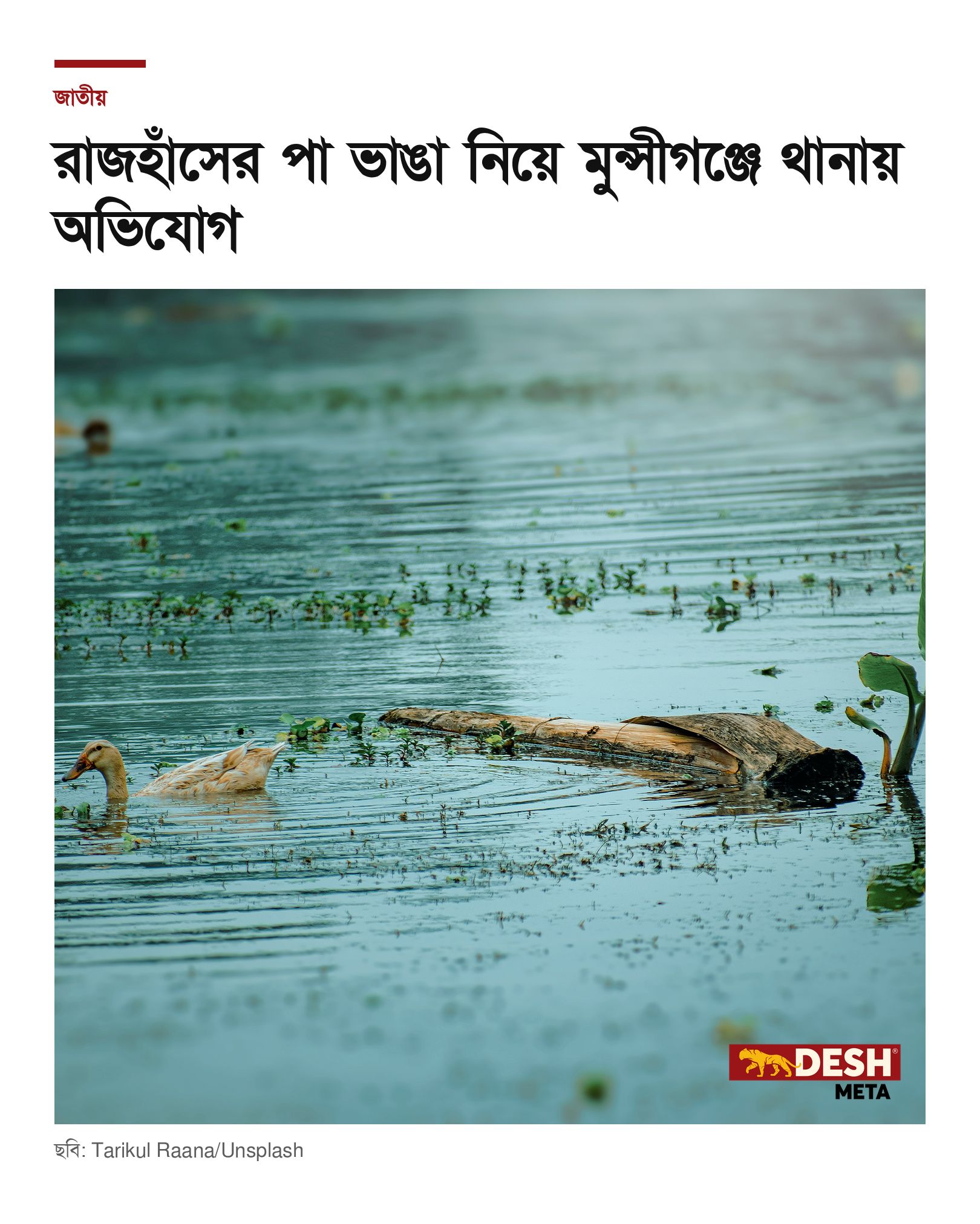 রাজহাঁসের পা ভাঙা নিয়ে মুন্সীগঞ্জে থানায় অভিযোগ