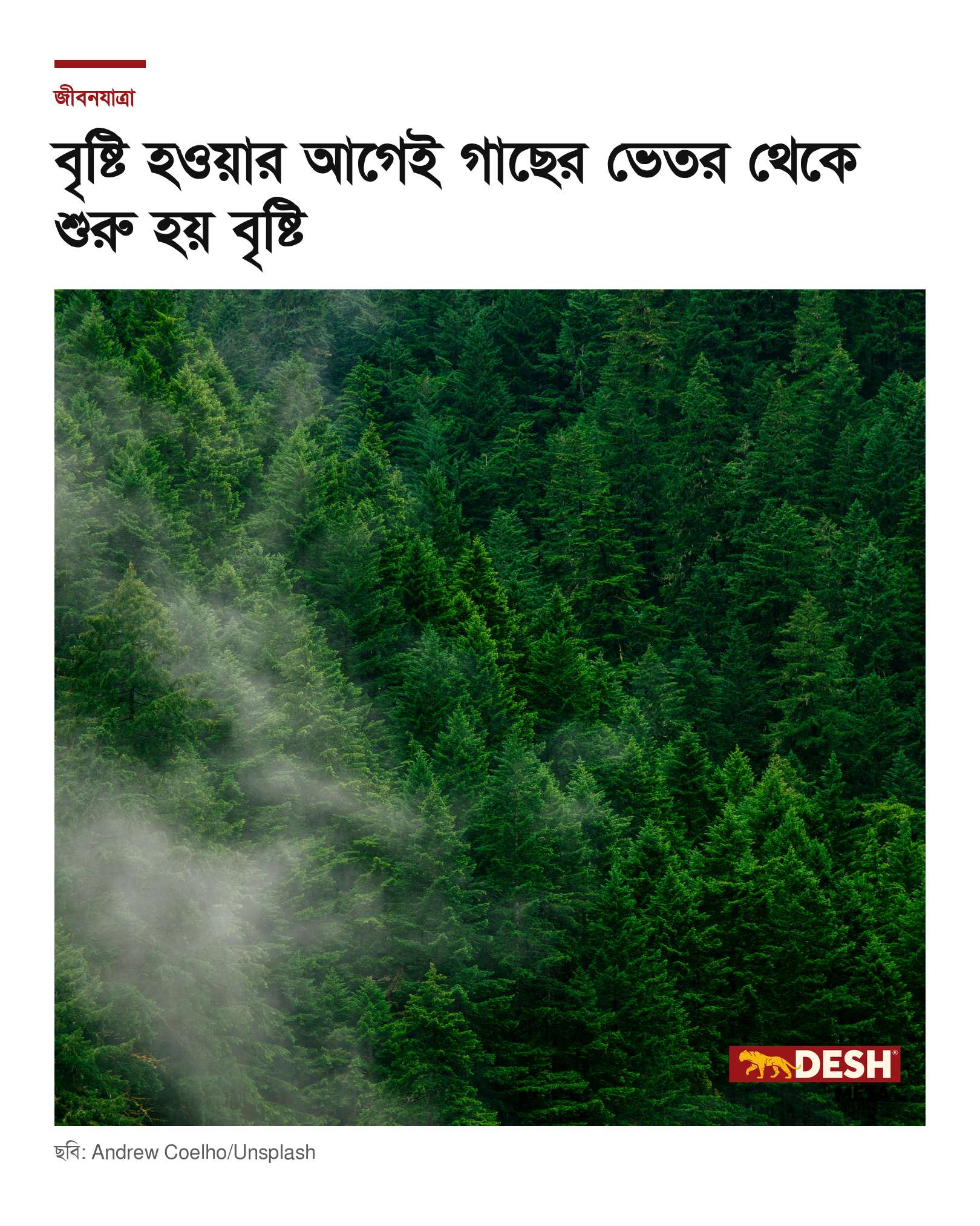 বৃষ্টি হওয়ার আগেই গাছের ভেতর থেকে শুরু হয় বৃষ্টি