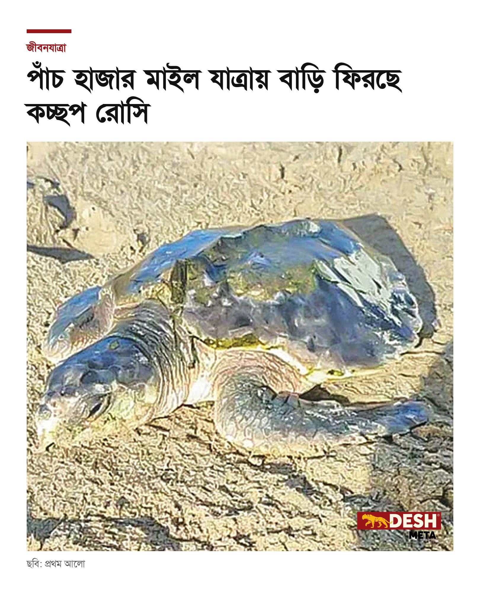 পাঁচ হাজার মাইল যাত্রায় বাড়ি ফিরছে কচ্ছপ রোসি