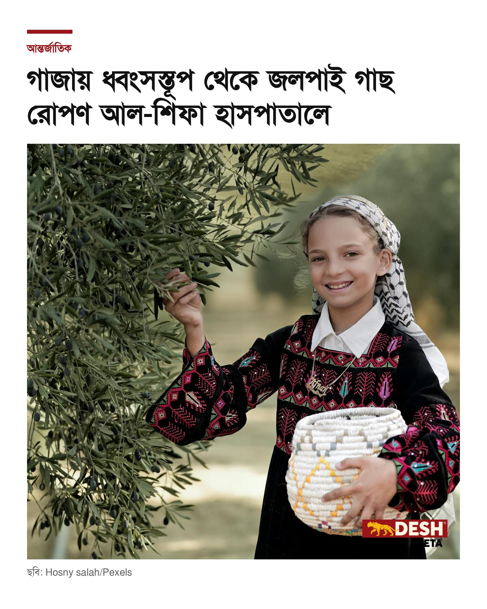 গাজায় ধ্বংসস্তূপ থেকে জলপাই গাছ রোপণ আল-শিফা হাসপাতালে