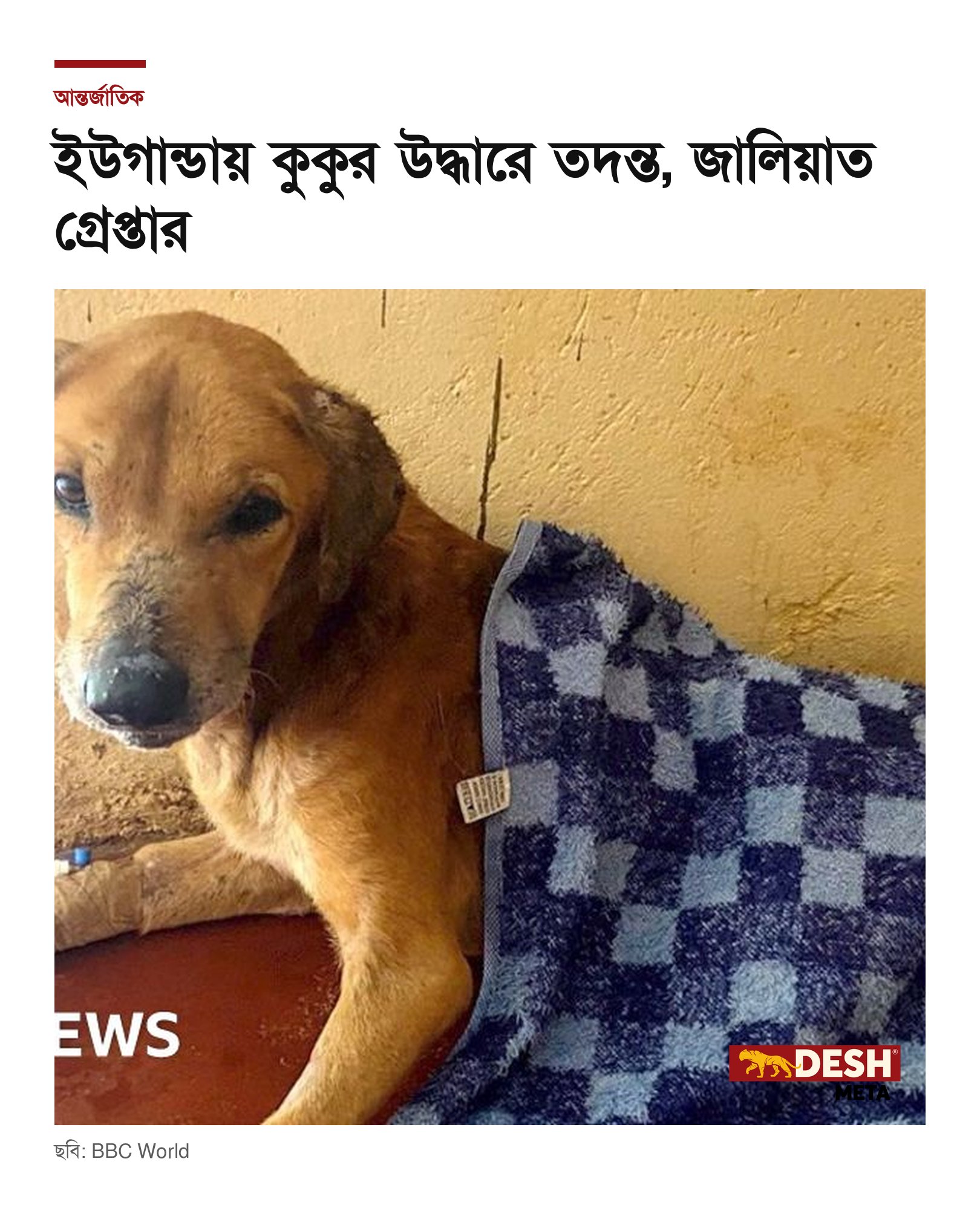 ইউগান্ডায় কুকুর উদ্ধারে তদন্ত, জালিয়াত গ্রেপ্তার