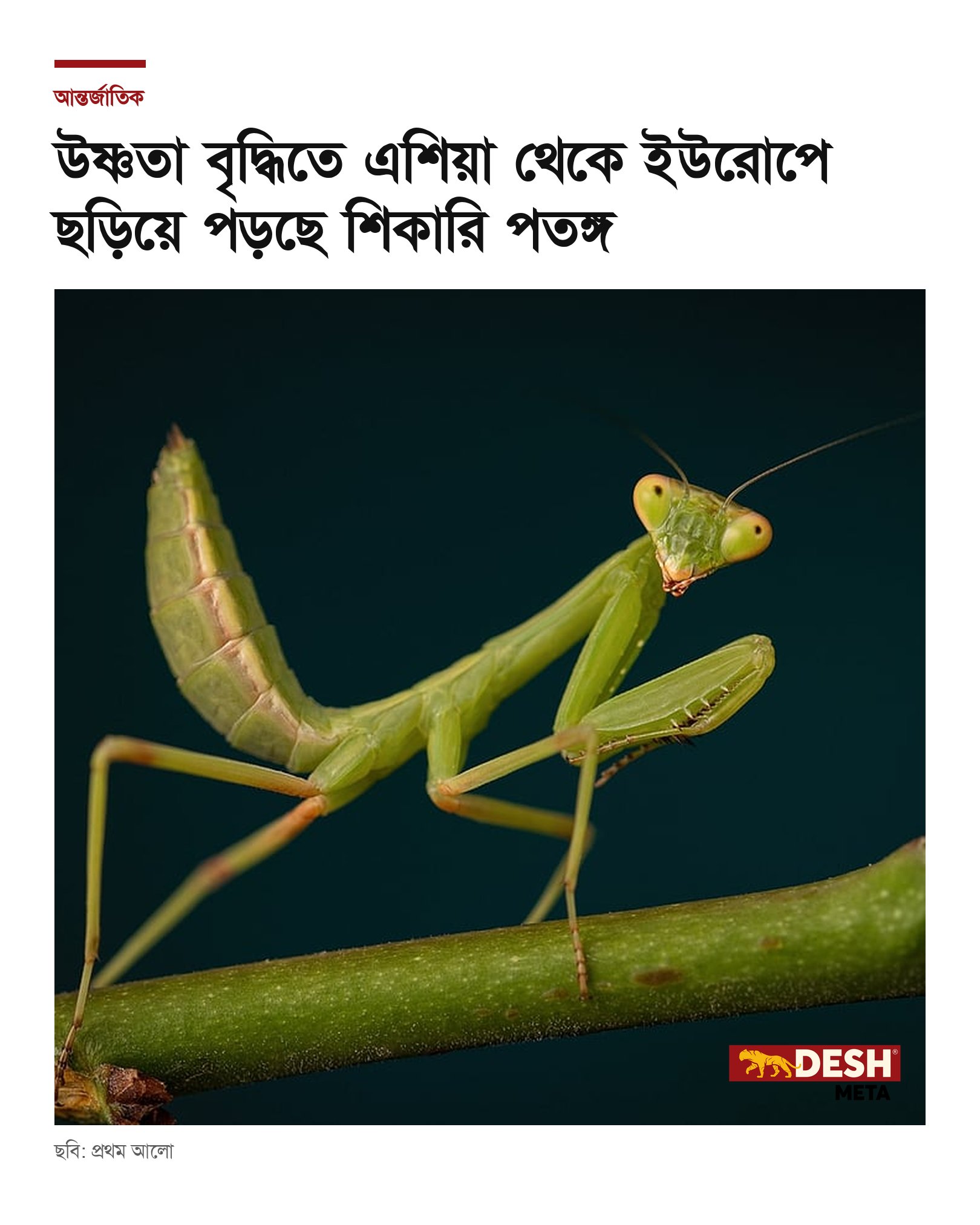 উষ্ণতা বৃদ্ধিতে এশিয়া থেকে ইউরোপে ছড়িয়ে পড়ছে শিকারি পতঙ্গ