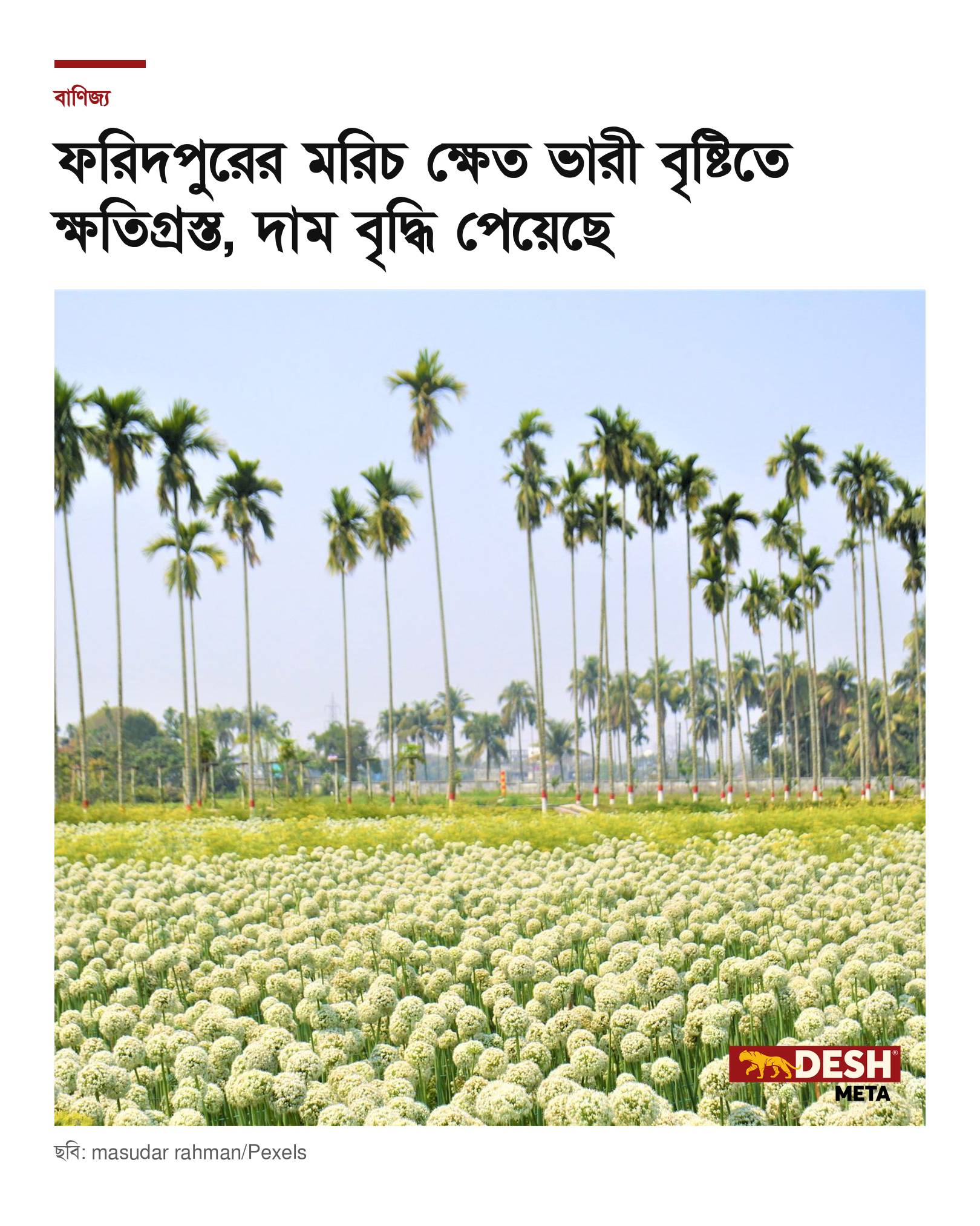 ফরিদপুরের মরিচ ক্ষেত ভারী বৃষ্টিতে ক্ষতিগ্রস্ত, দাম বৃদ্ধি পেয়েছে