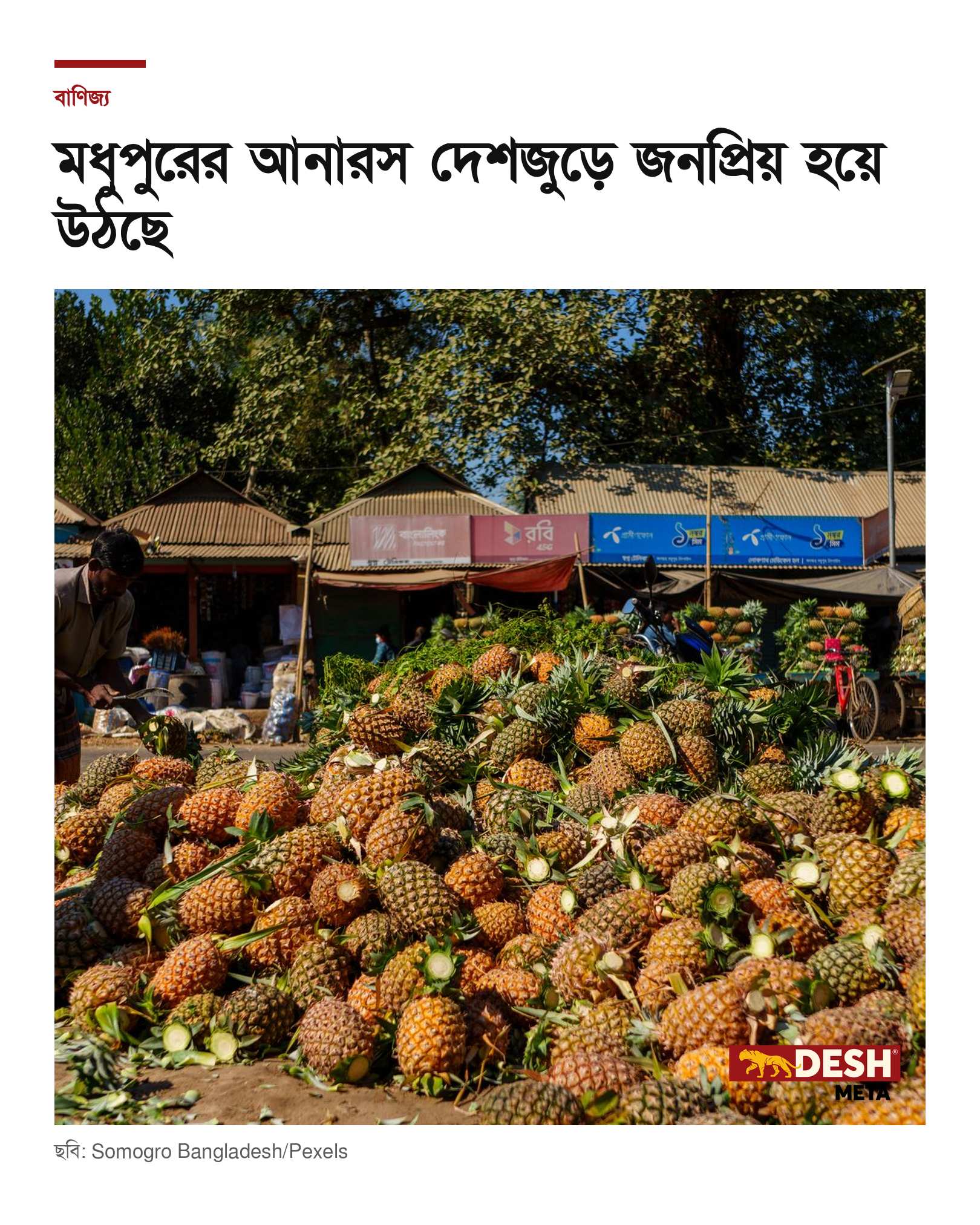 মধুপুরের আনারস দেশজুড়ে জনপ্রিয় হয়ে উঠছে