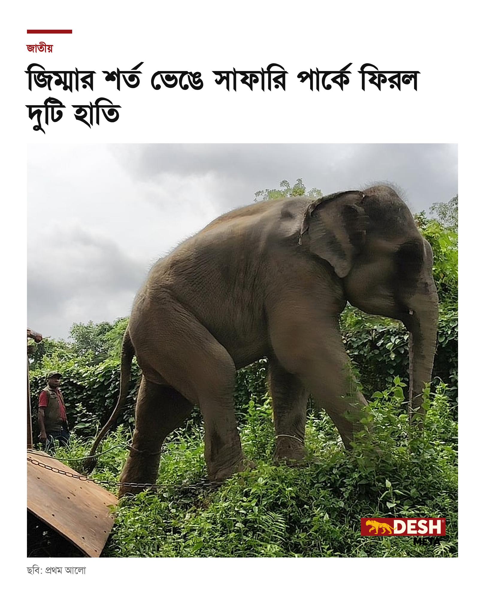 জিম্মার শর্ত ভেঙে সাফারি পার্কে ফিরল দুটি হাতি